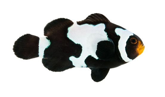 Something Fishy Aquarium Livestock Fish Ora Black Snowflake Ocellaris