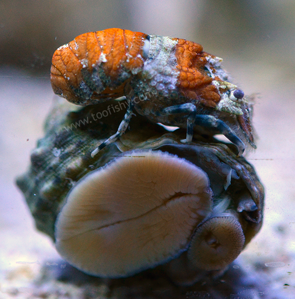 Something Fishy :: Aquarium Livestock :: Inverts & Clams :: Lobsters ::  Shovelnose Slipper Lobster