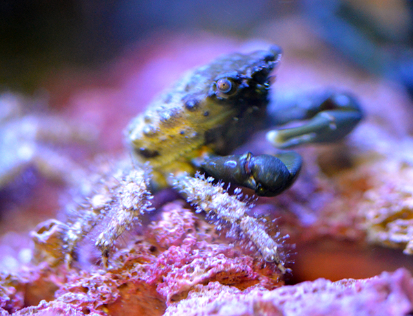 Something Fishy :: Aquarium Livestock :: Inverts & Clams :: Crabs ...