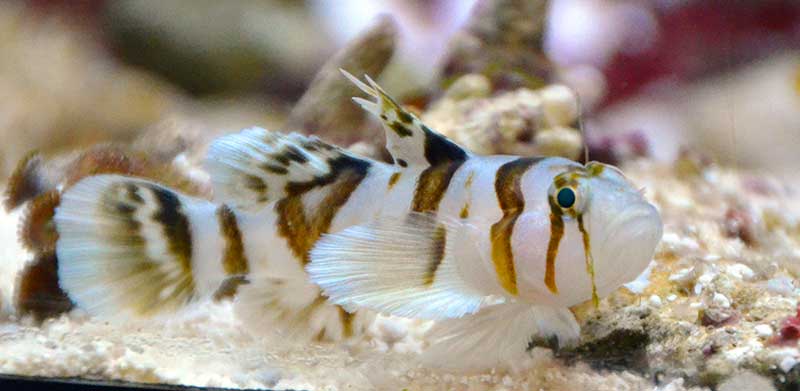 Nocturn Goby