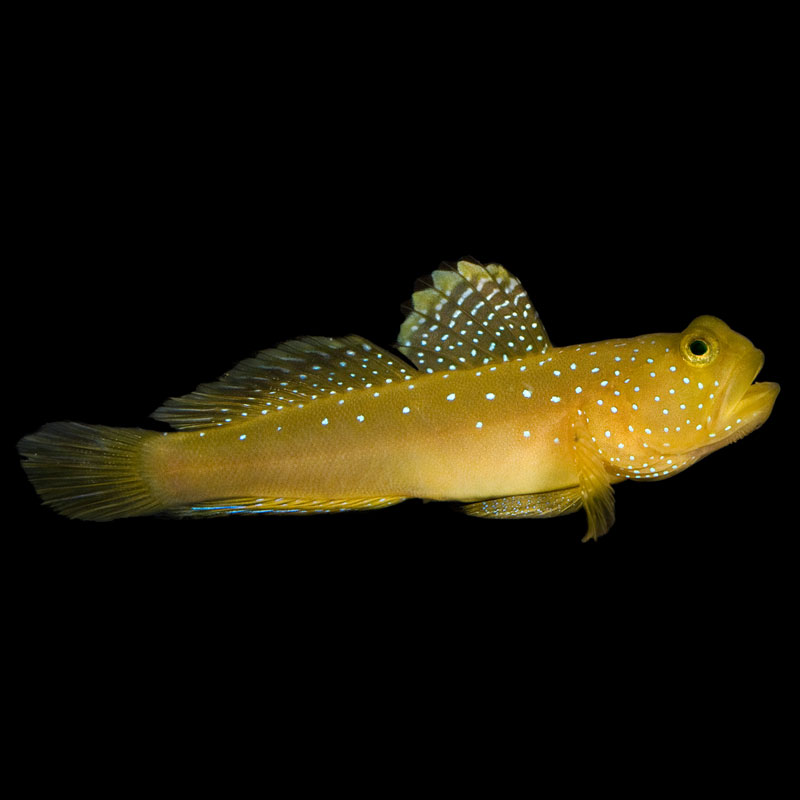 ORA Yellow Watchman Goby