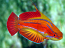 Redtail Flasher Wrasse