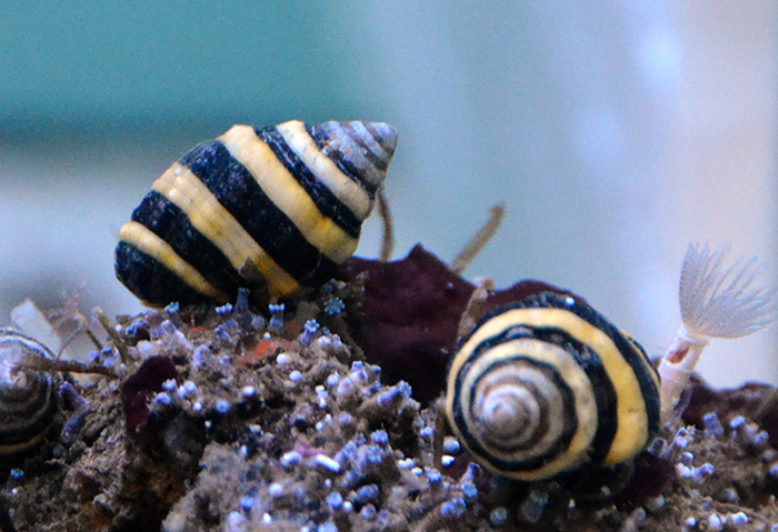 Bumble Bee Snails
