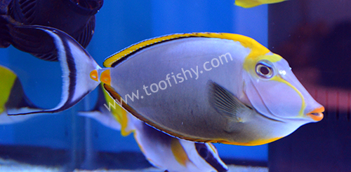Blonde Naso Tang, Large with Streamers