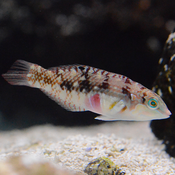 Picture Wrasse