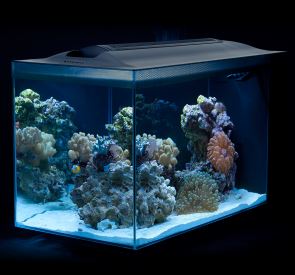 Fluval Sea Evo 13.5-Gallon Aquarium Kit with LED Light