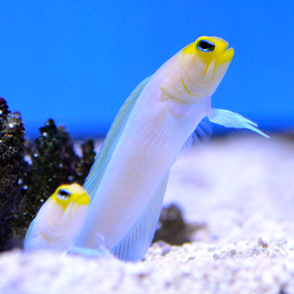 Yellow Headed Pearly Jawfish