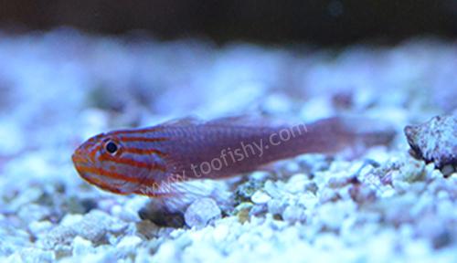 Red Lined Trimma Goby