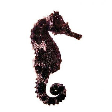 Seahorse Hippocampus erectus - Captive bred
