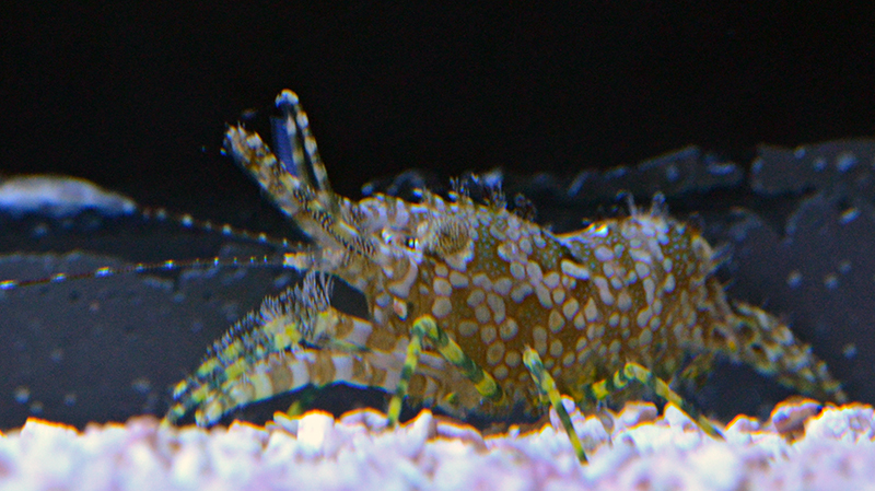 Saron Shrimp (Not Reef Safe)