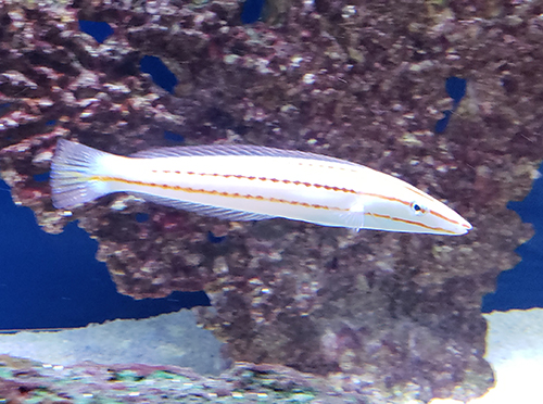 Candy Cane Wrasse