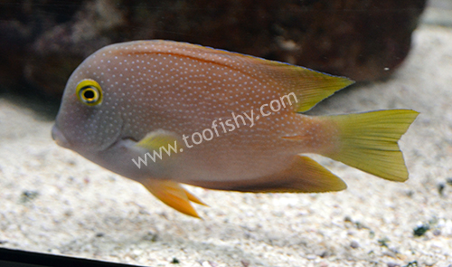 Spotted Yellow-Eye Bristletooth Tang, Large