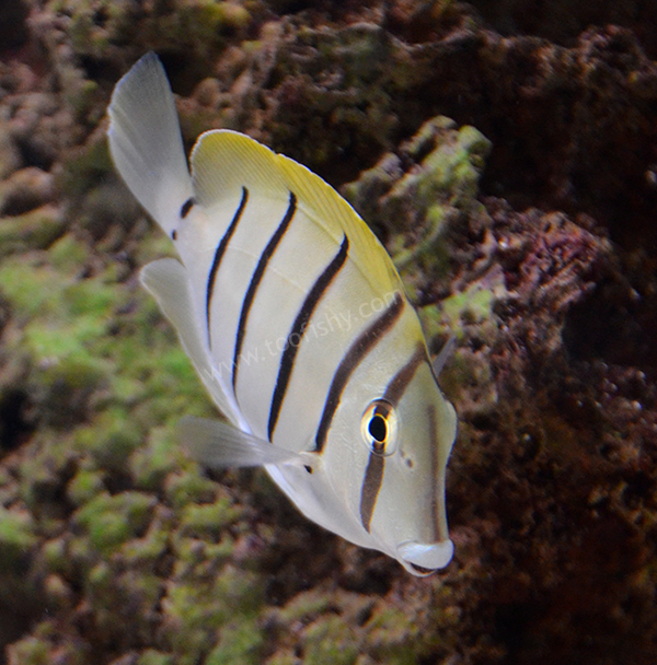 Convict Tang, Small