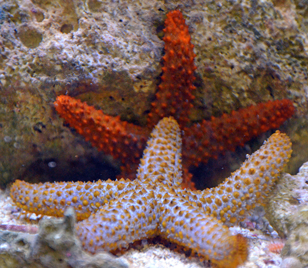 Orange Ridge Starfish (Not Reef Safe)