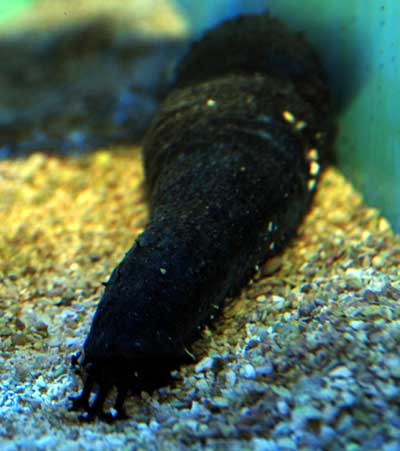 Sand Sifting Sea Cucumber - Pacific