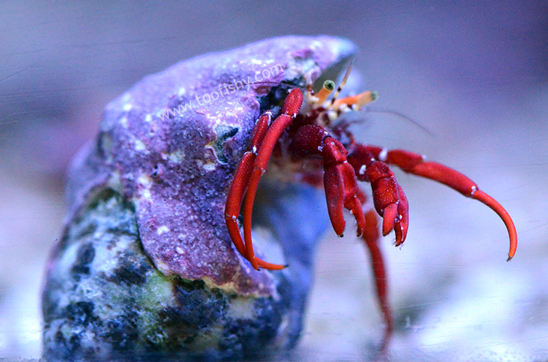 Scarlet Hermit Crab - Each
