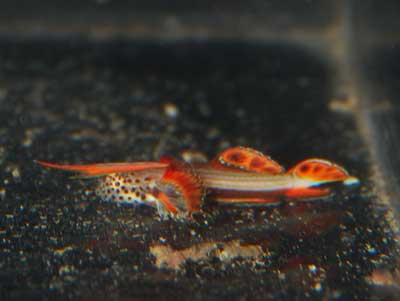 Spikefin Goby