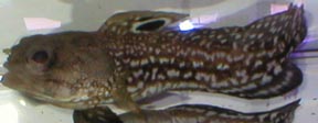 Spotfin Jawfish