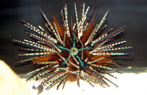 Giant Pacific Zebra Urchin