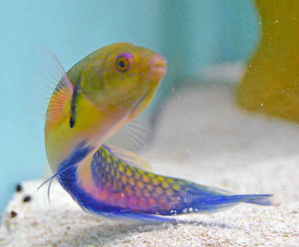 Yellow-flanked Fairy Wrasse