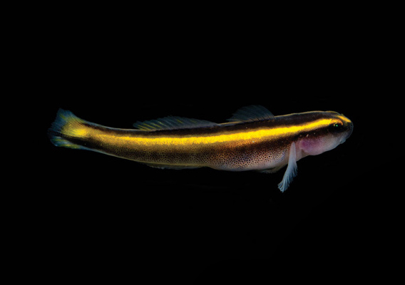 ORA Yellow Line Goby