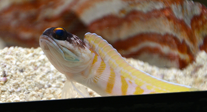 Gold Specs Jawfish