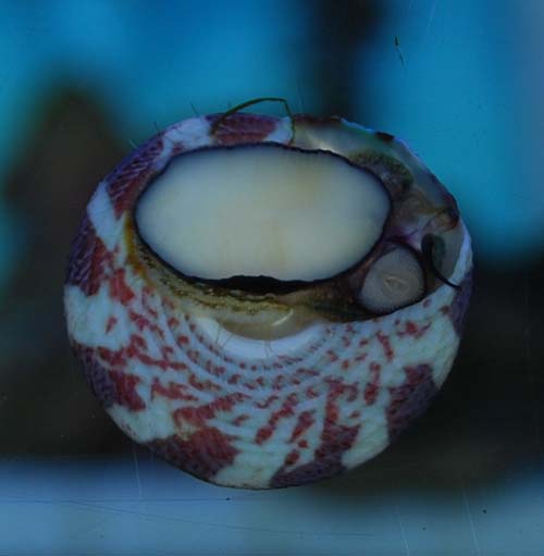Trochus Snail (Red Banded) - 10 Lot